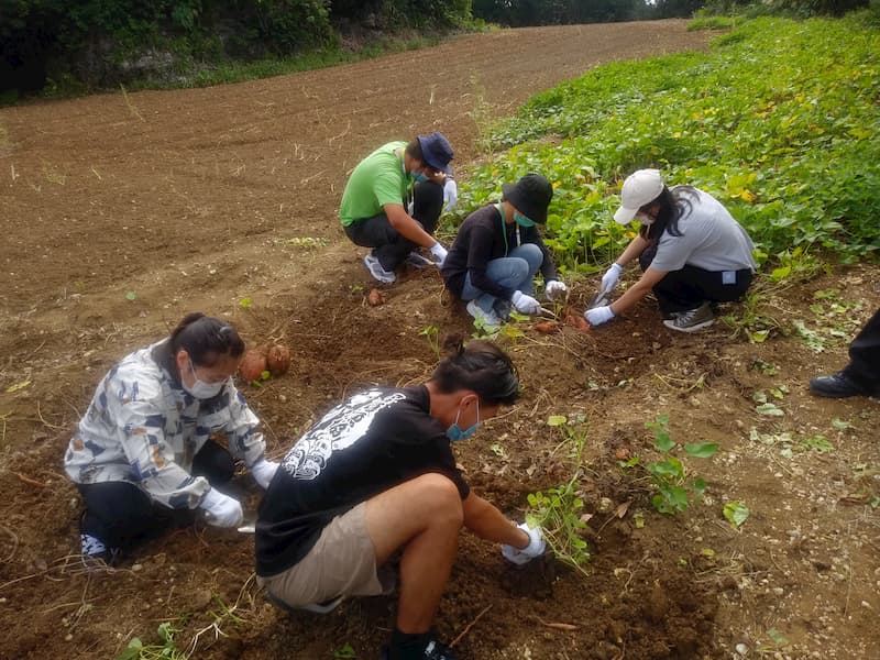 日本インターンシップ協会の支援する留学生が沖縄県の農家で県推奨品種の芋堀体験に参加